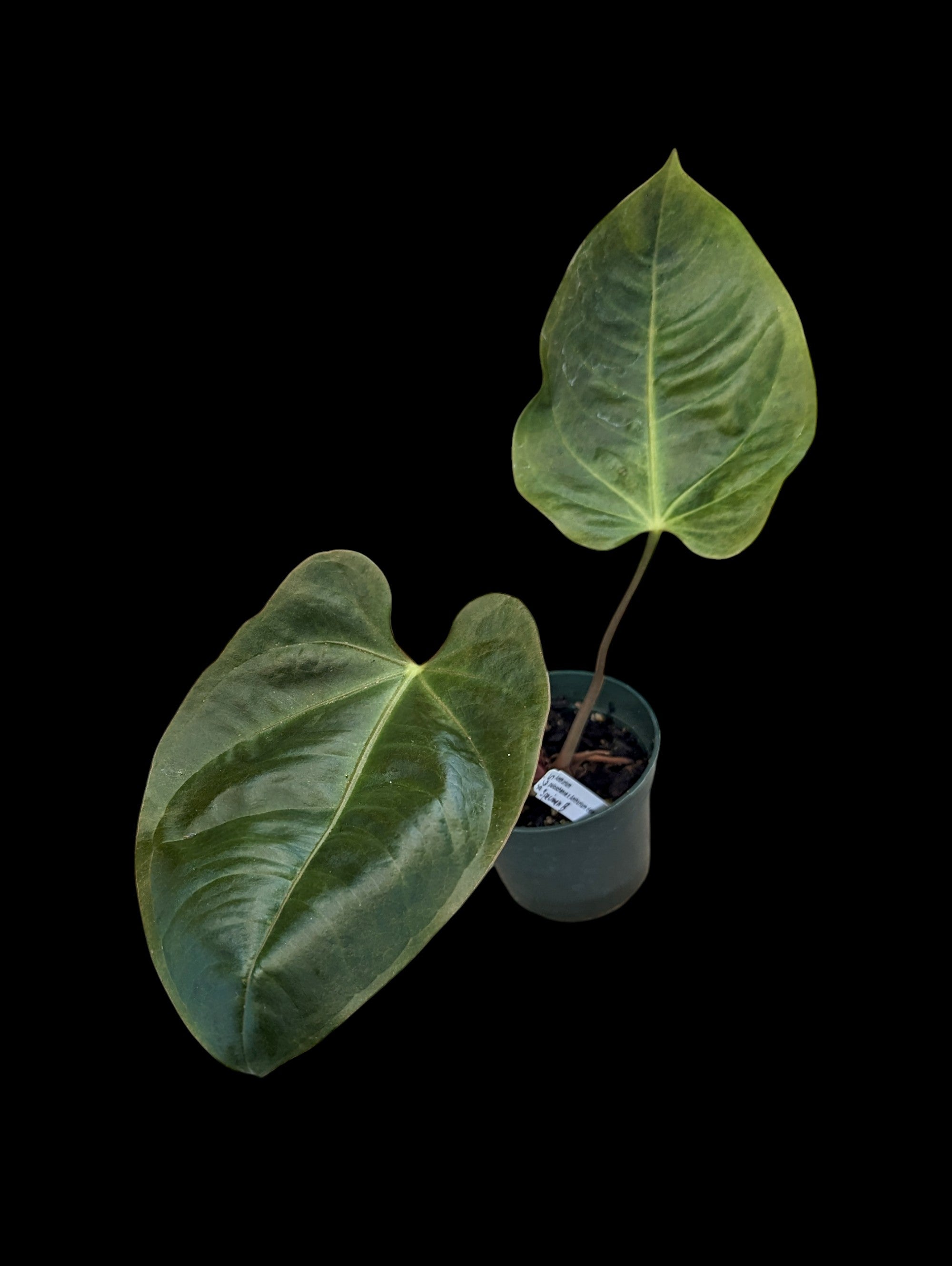 Anthurium pulcachense x delanayii