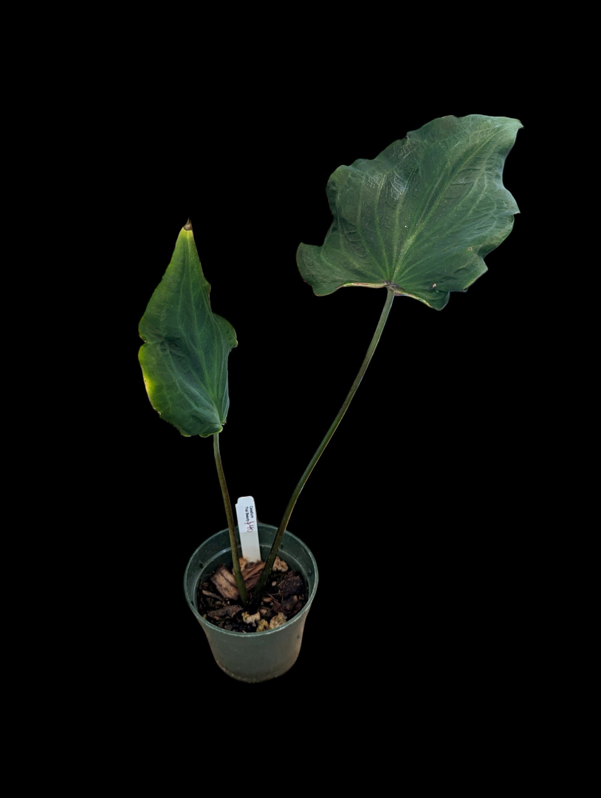 Caladium Thai Beauty