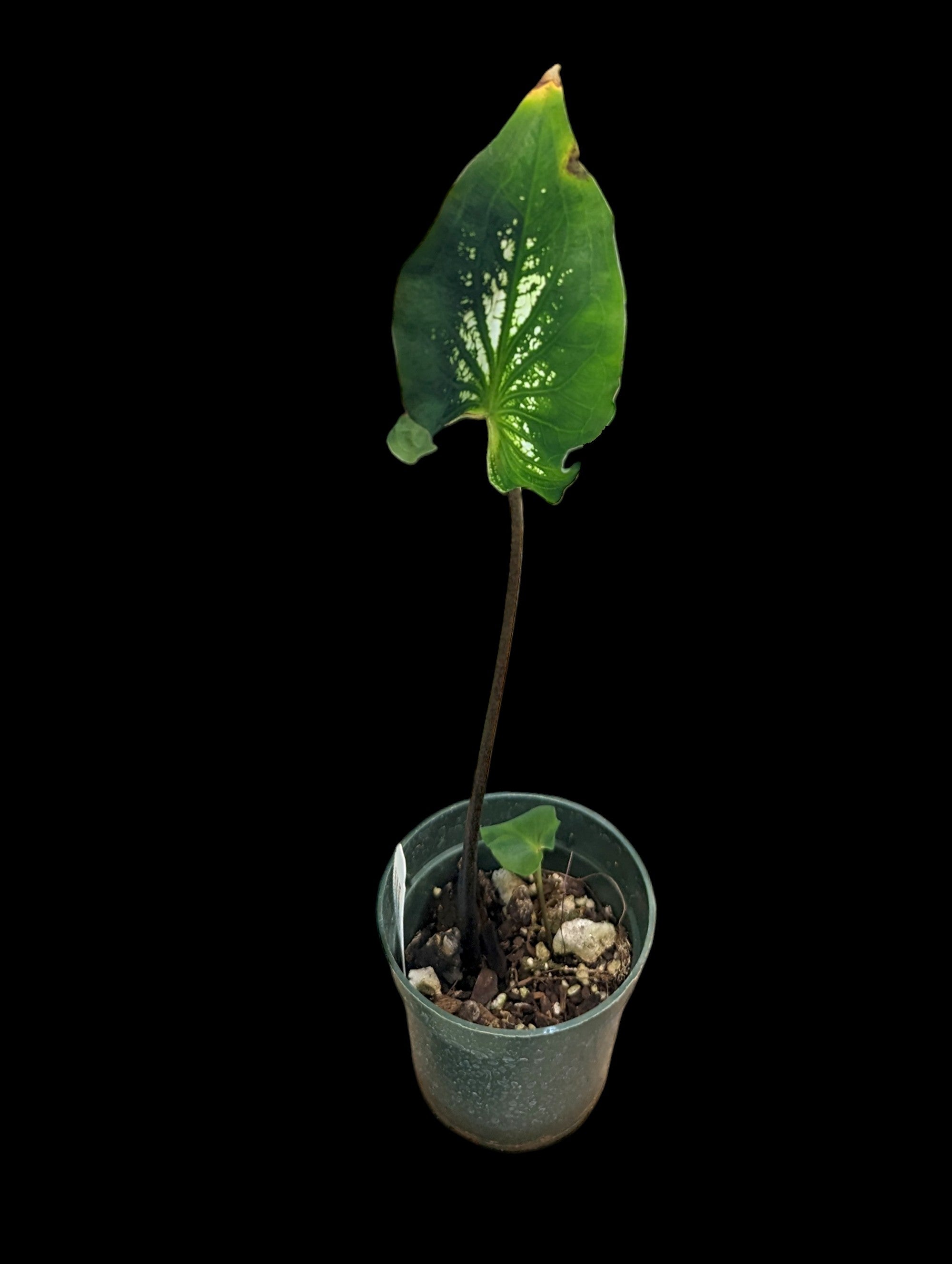 Caladium Thai Beauty