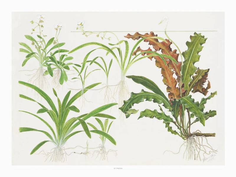 Tropica Art Prints - Sagittaria