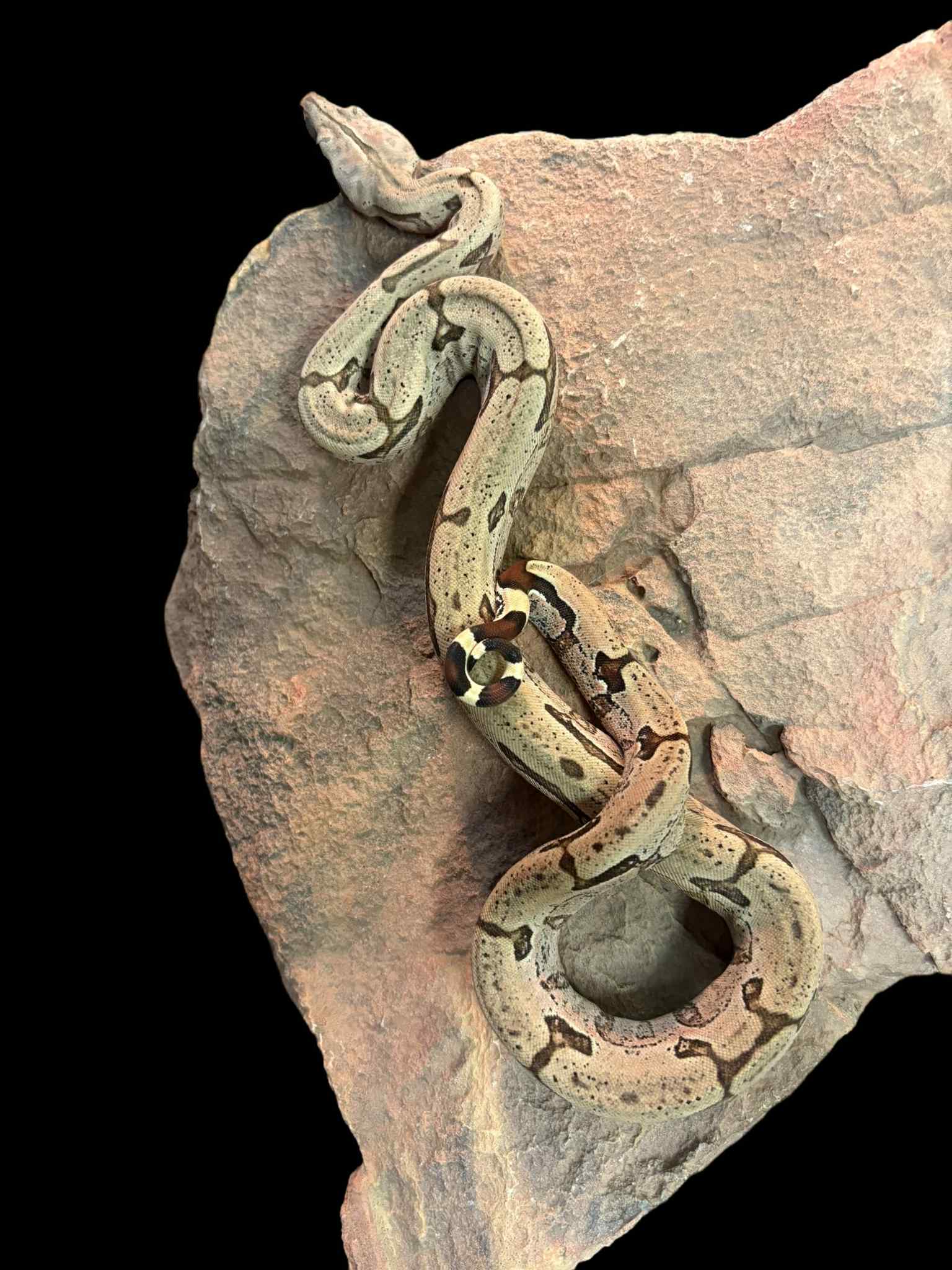 Bolivian Boa (Classic/Patternless)