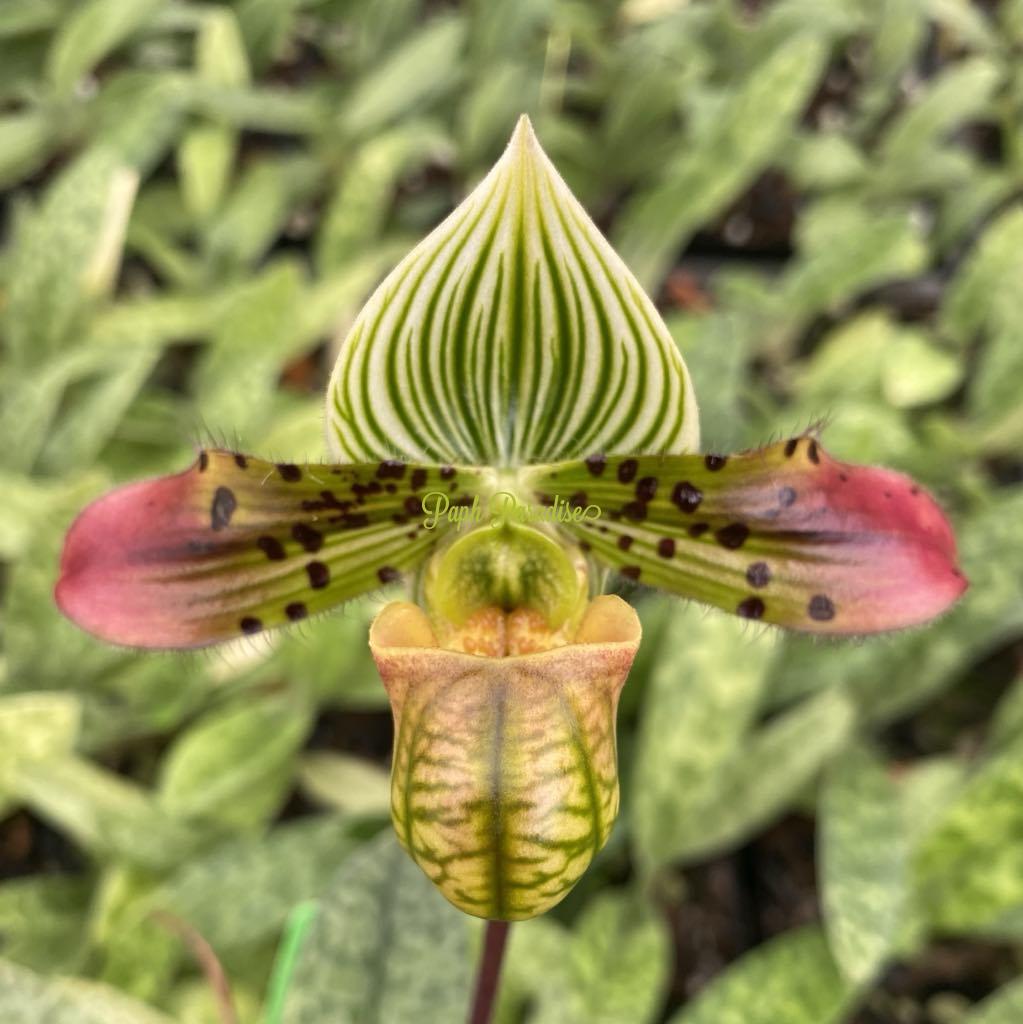 Paphiopedilum venustum