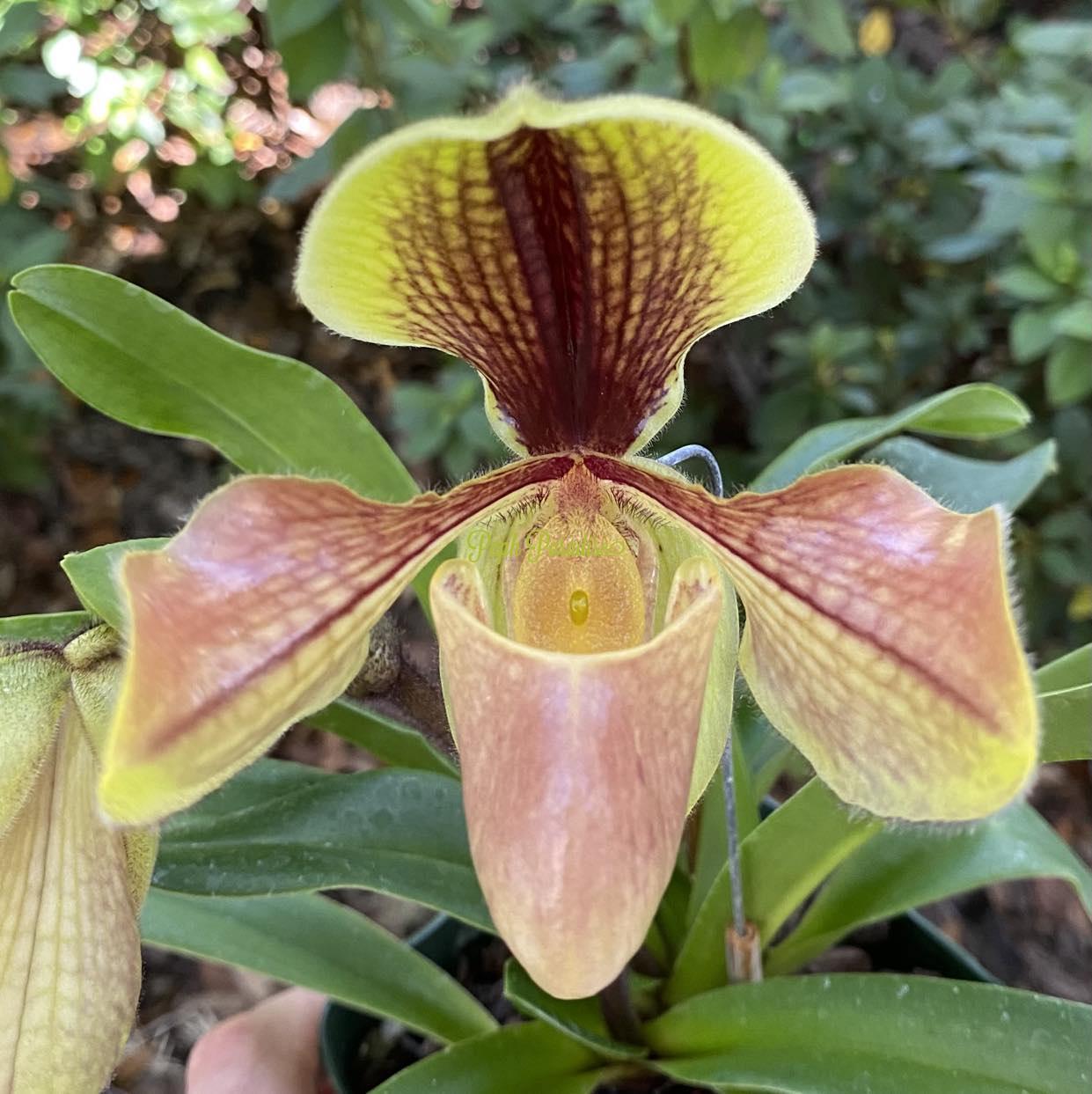 Paphiopedilum villosum