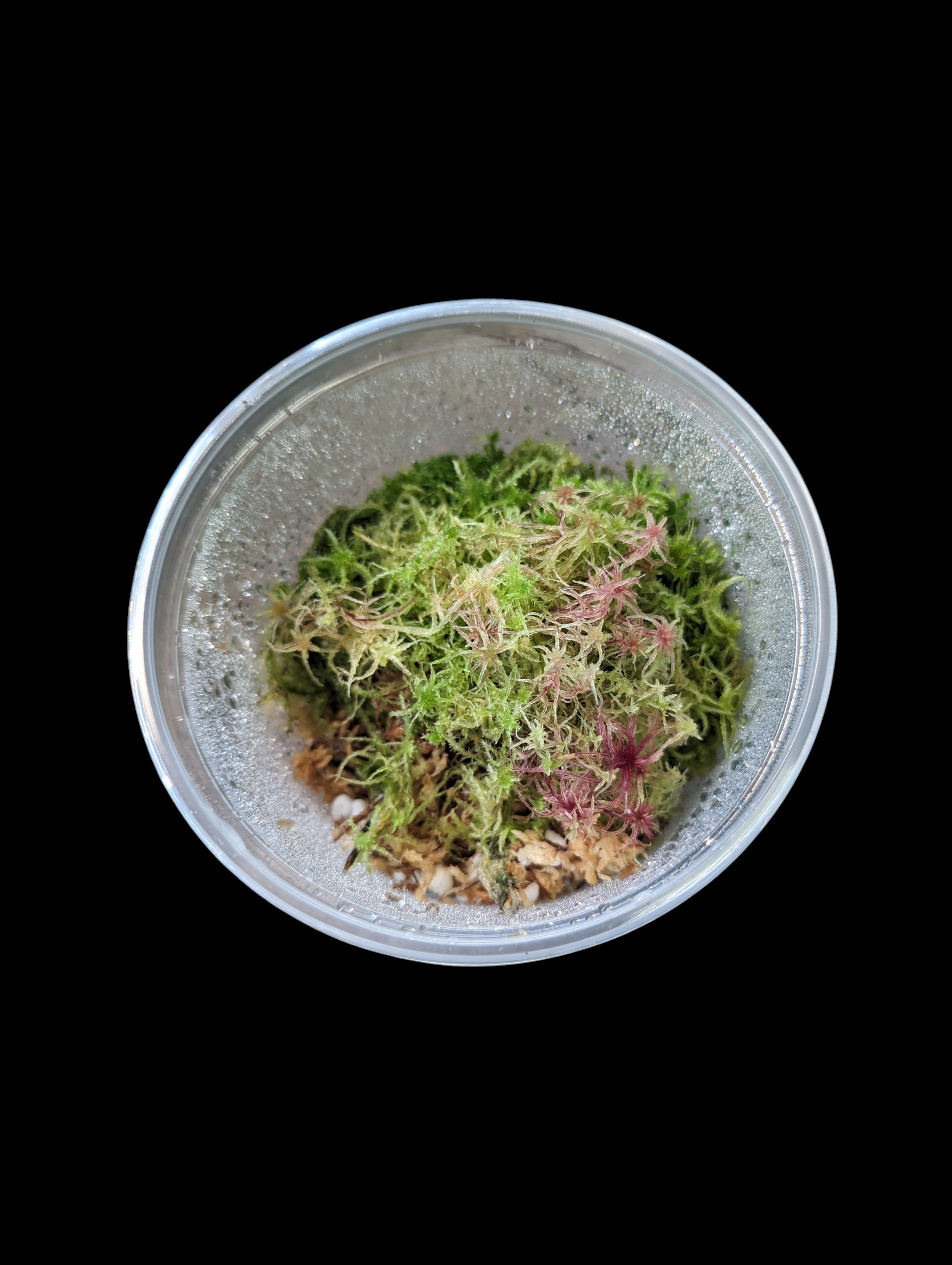Live Sphagnum Moss