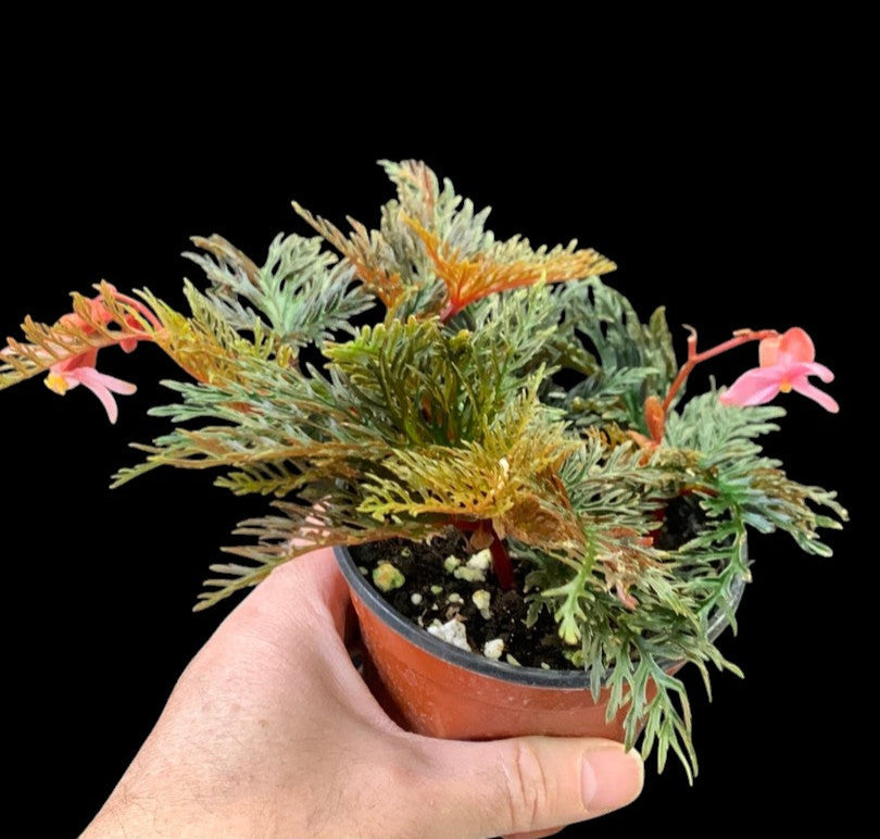 Begonia bipinnatifida