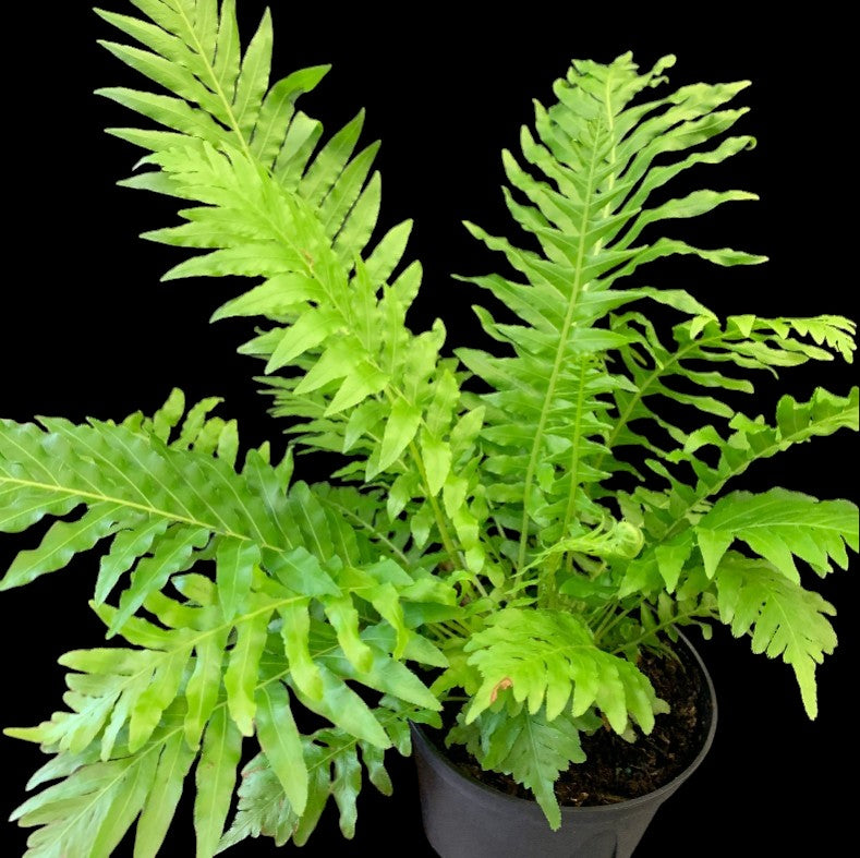 Silver Lady Fern