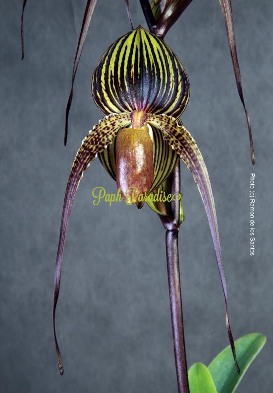 Paphiopedilum Wossner Black Wings