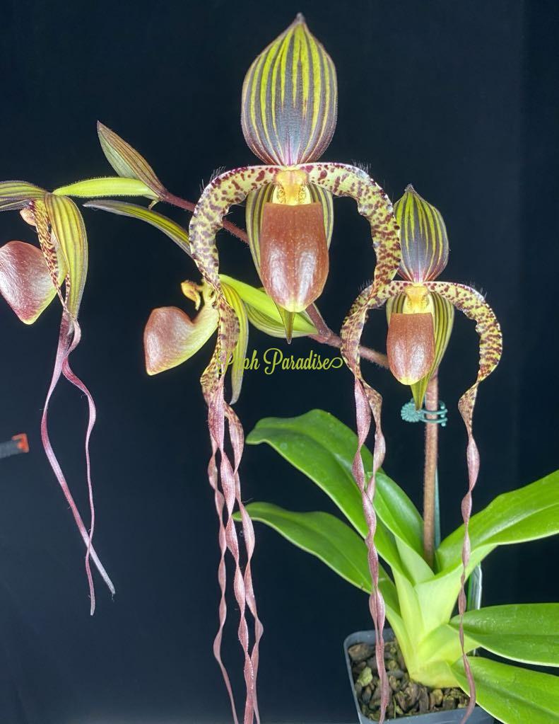 Paphiopedilum Yang-Ji Apple