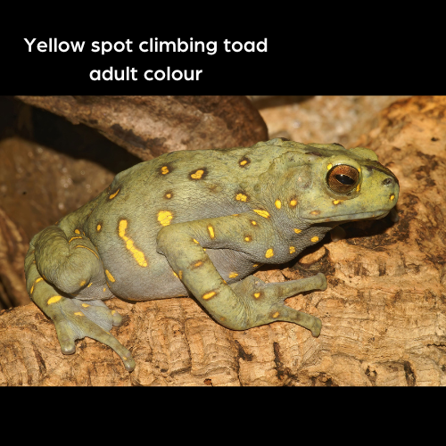 Yellow Spotted Climbing Toad CBB