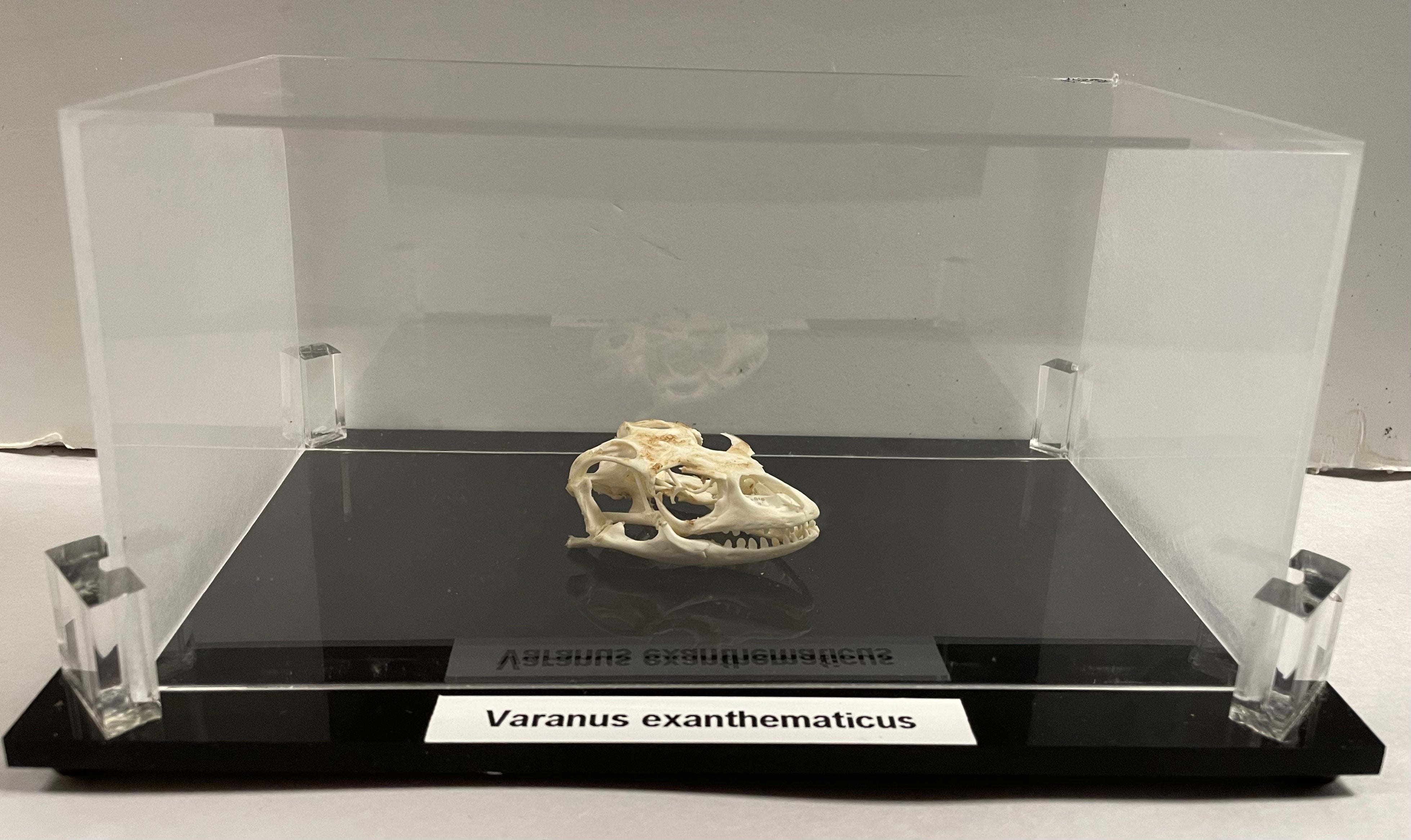 Savannah Monitor Skull