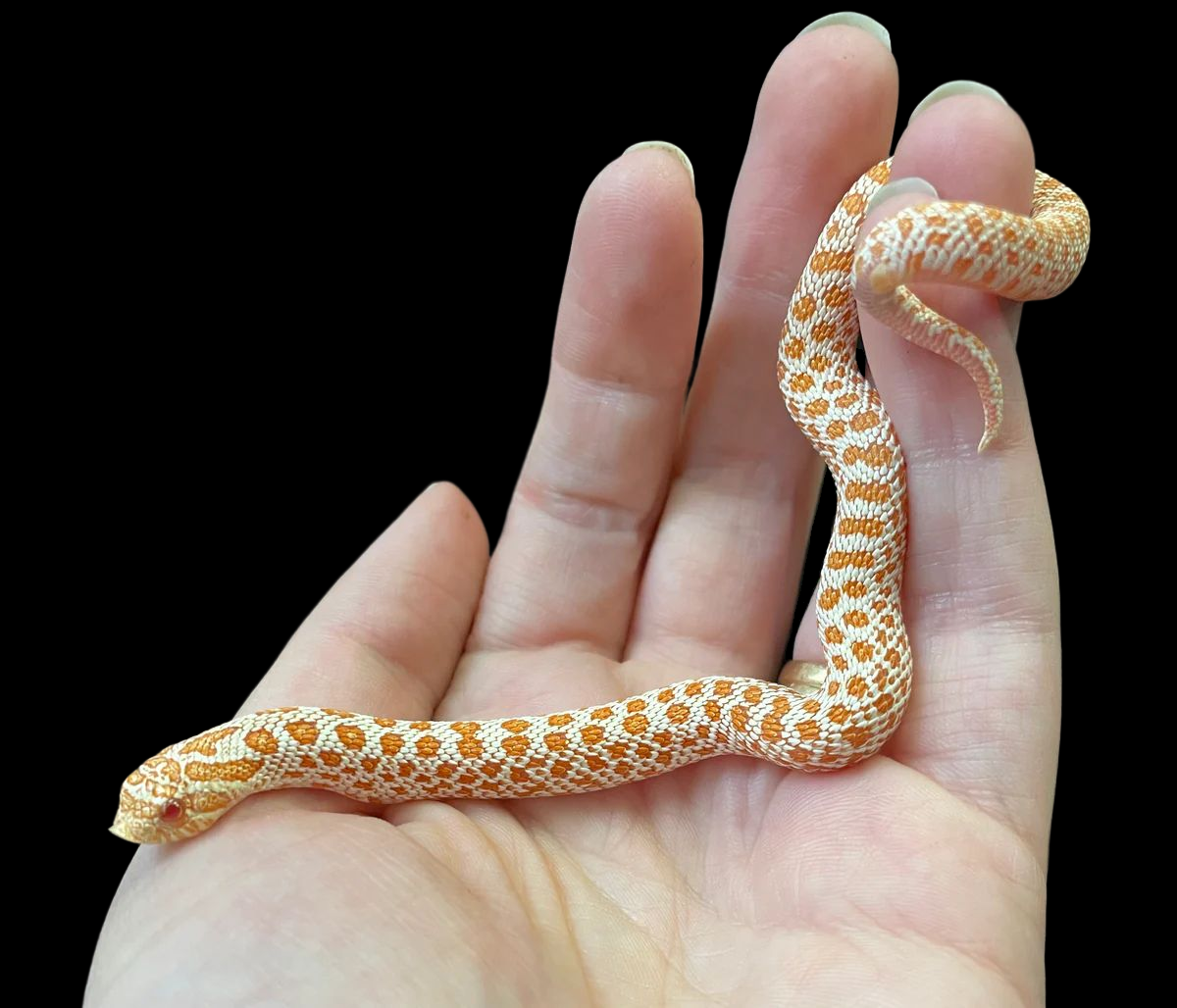 Western Hognose Snake (Albino Arctic) CBB