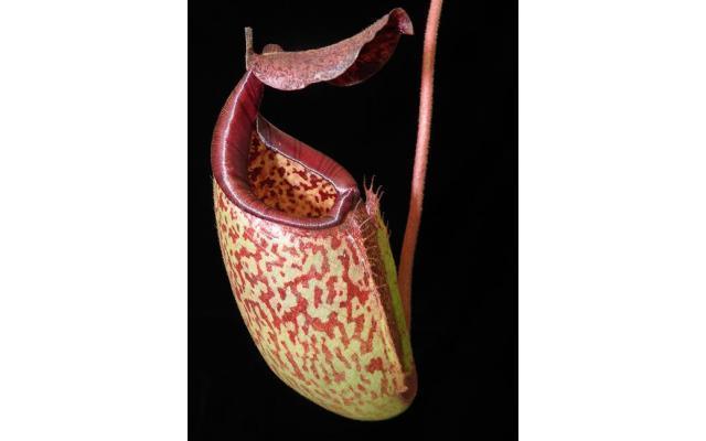 Nepenthes burbidgeae x (maxima x talangensis)
