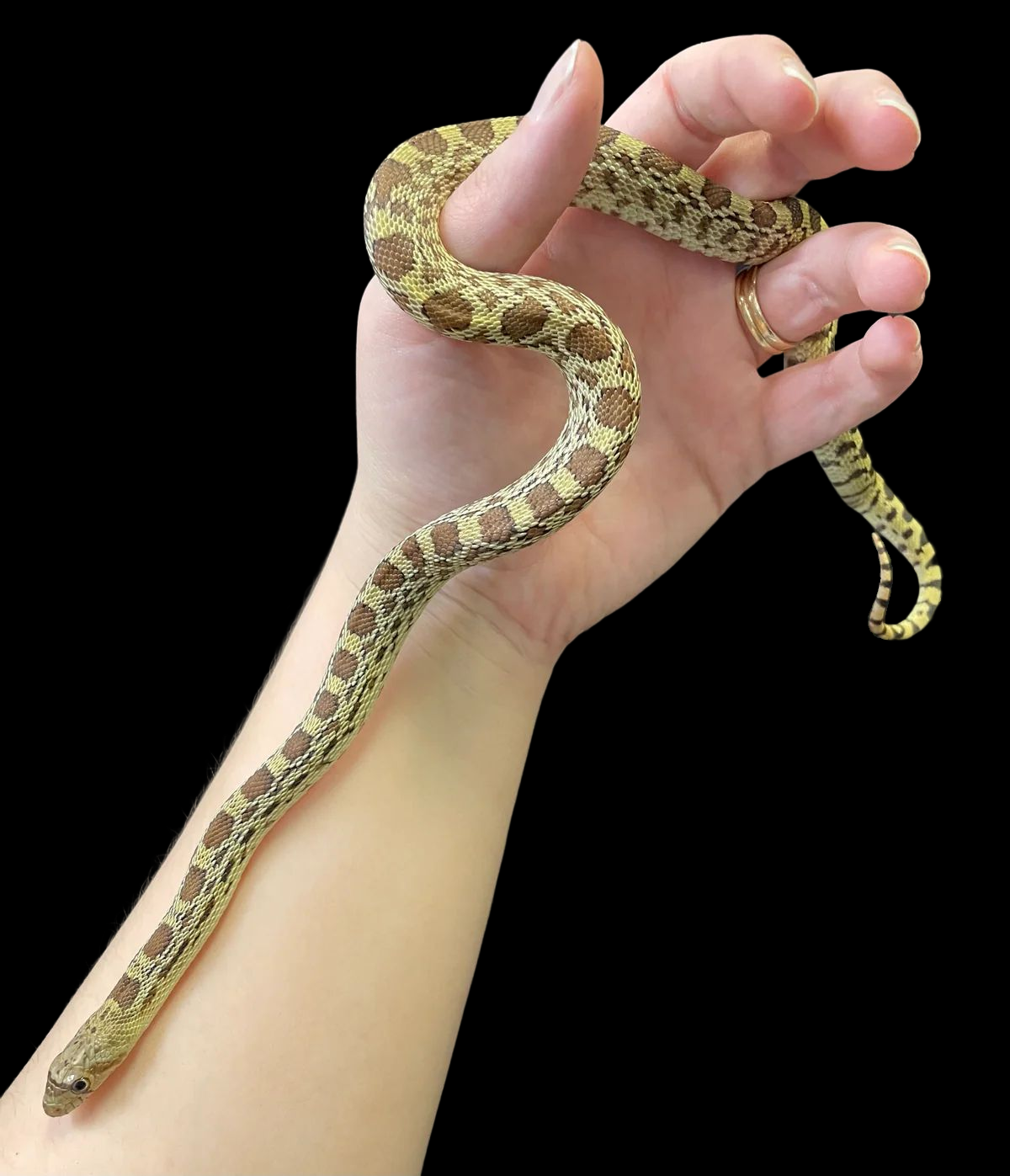 Gopher Snake (Normal) CBB