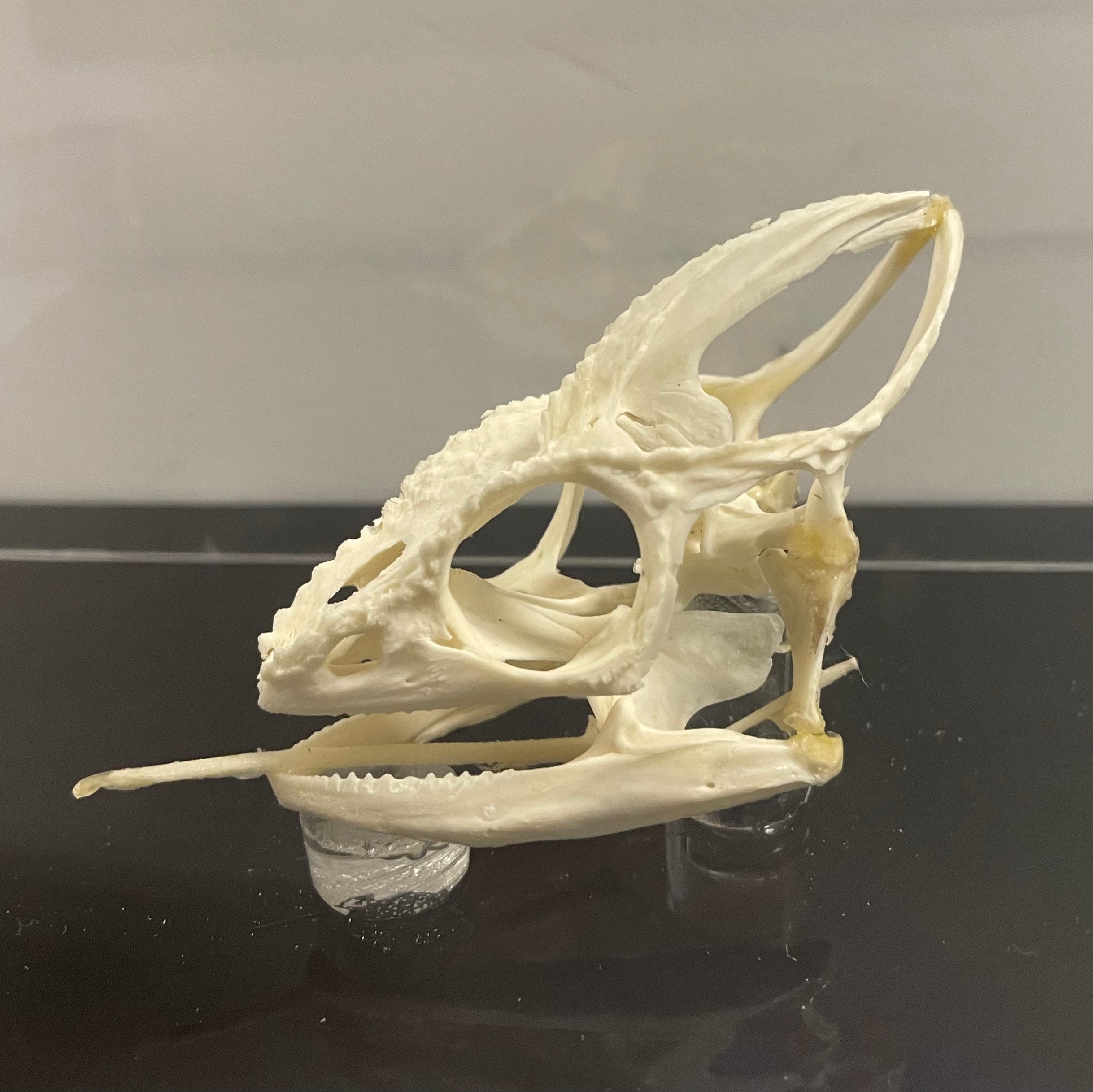 Oustalet's Chameleon Skull