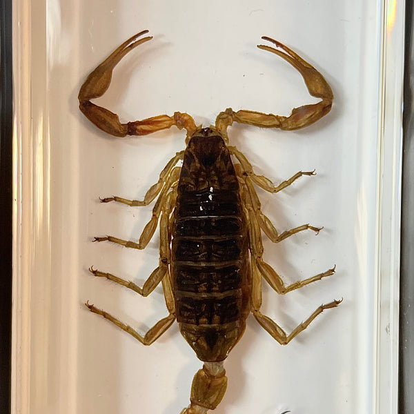 Golden Scorpion - Specimen In Resin
