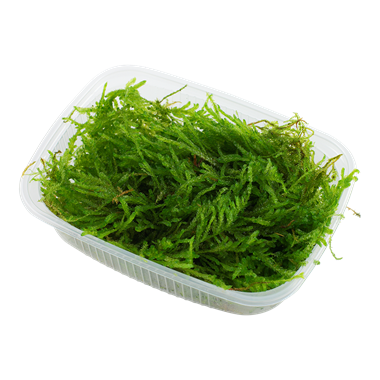 Vesicularia ferriei Weeping Moss (Portion in Container)