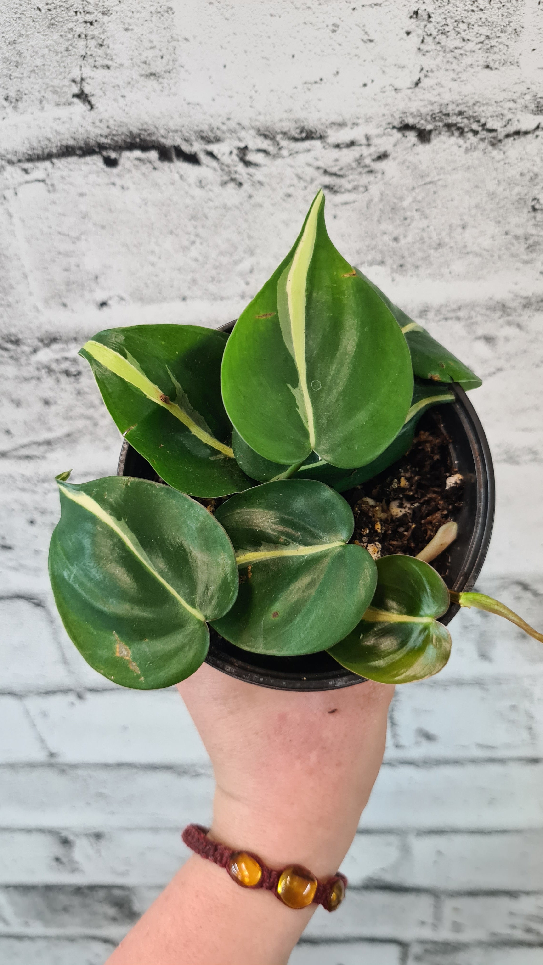 Philodendron silver stripe