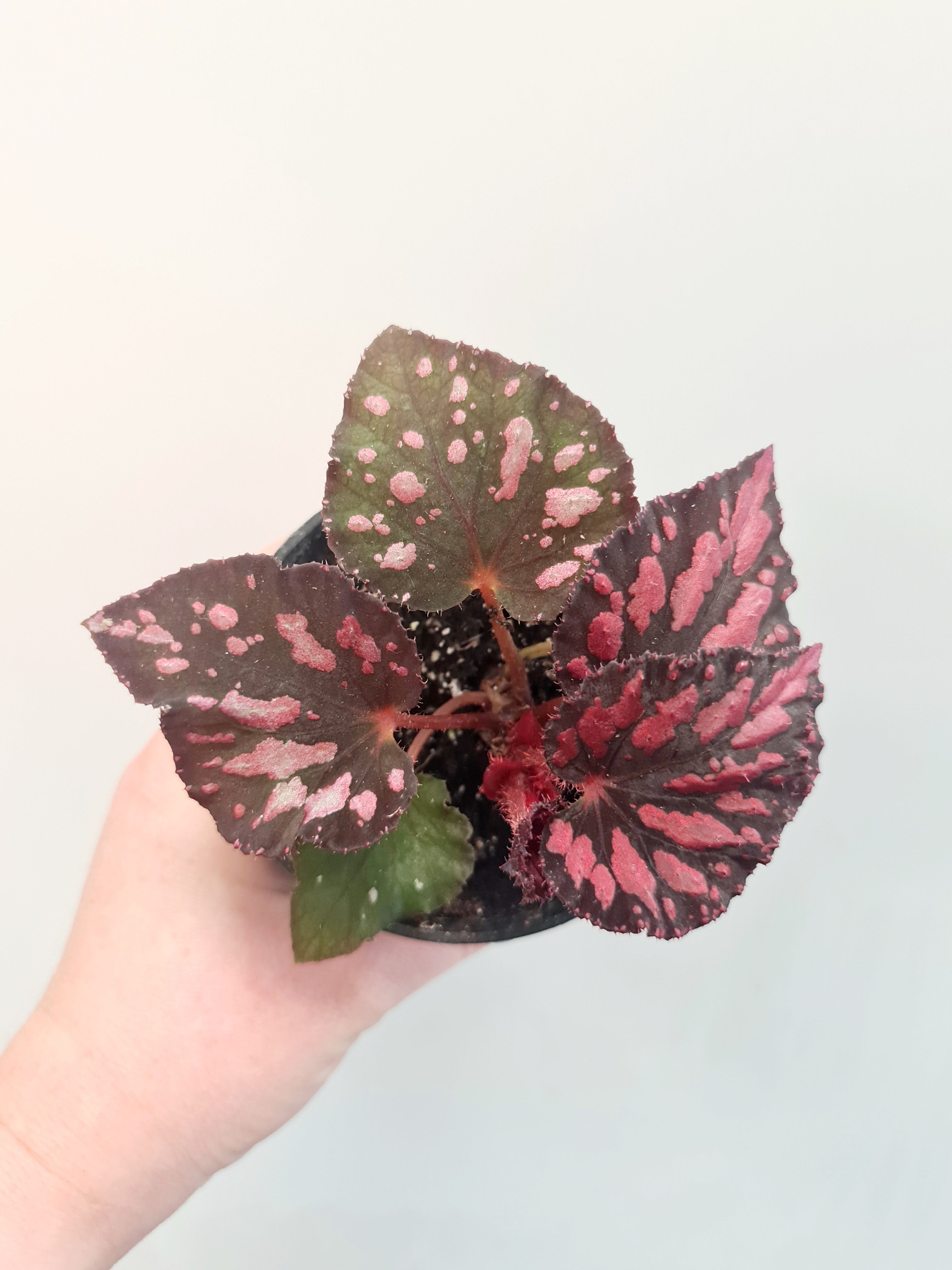 Begonia rex Spotted