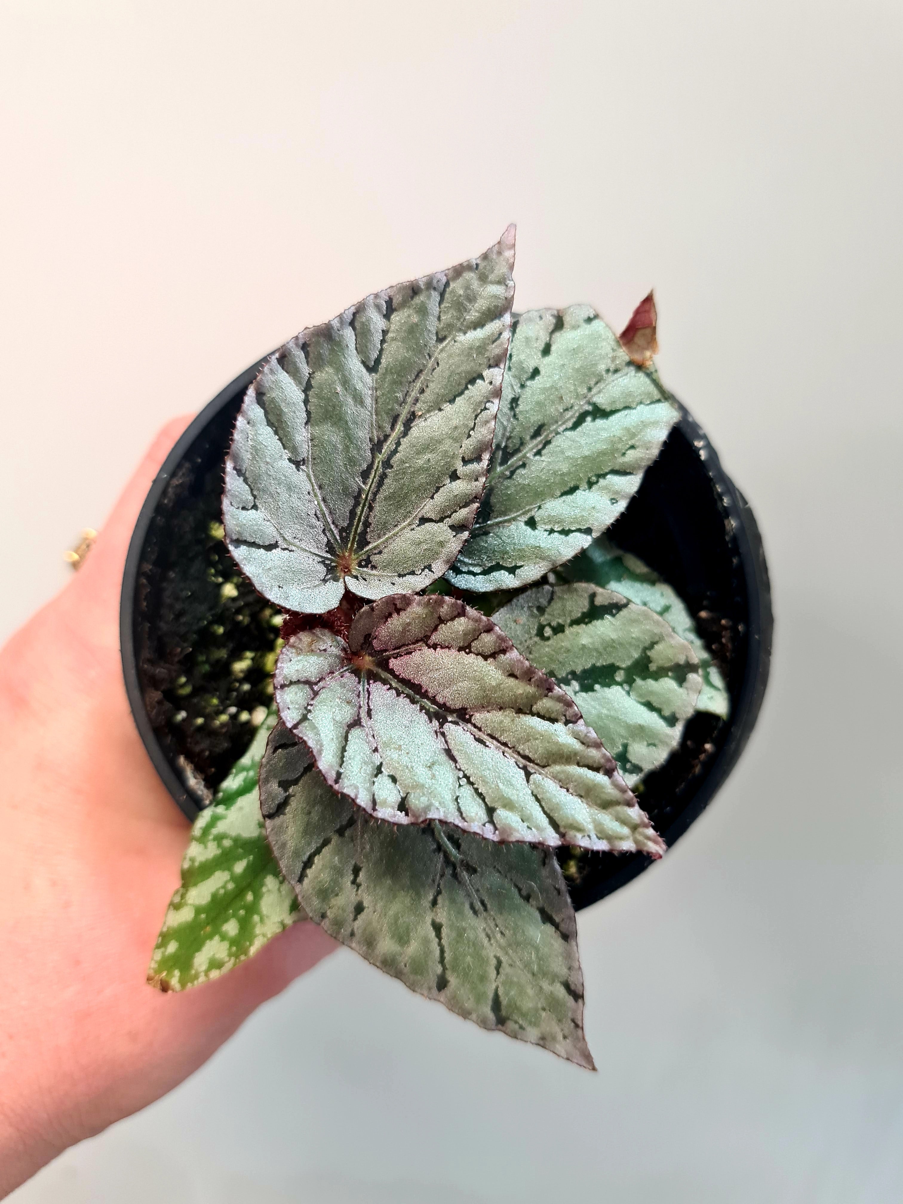 Begonia rex Silver