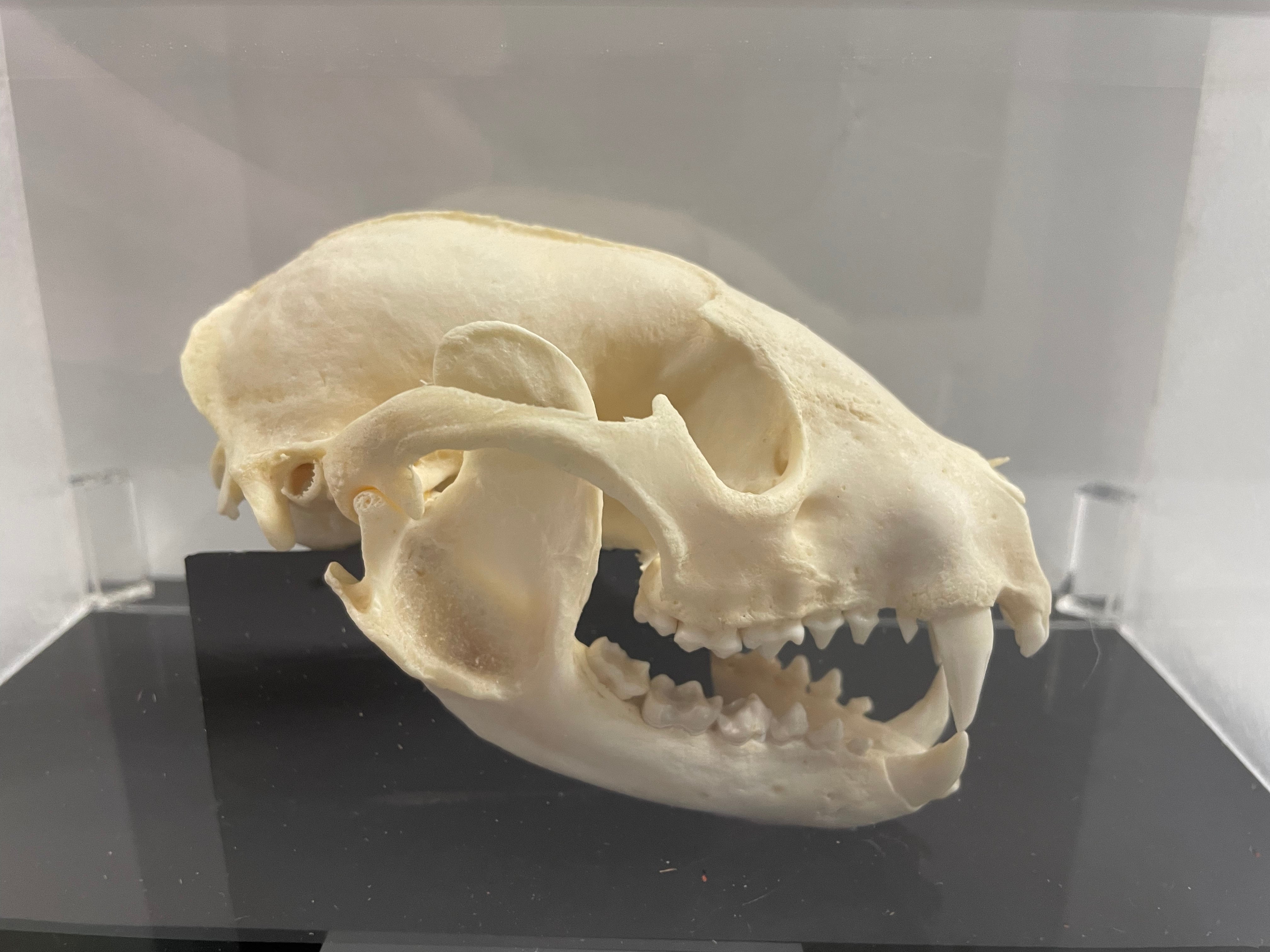 Raccoon Skull