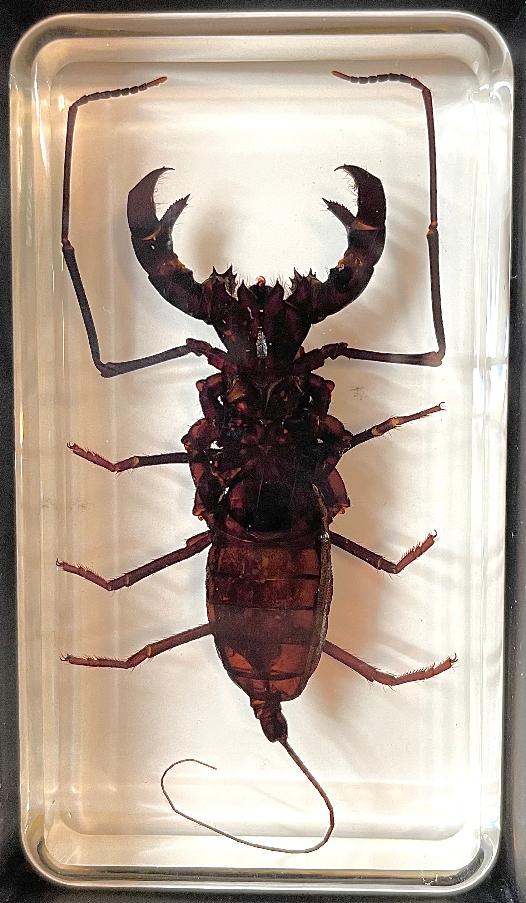 Whip Scorpion - Specimen In Resin