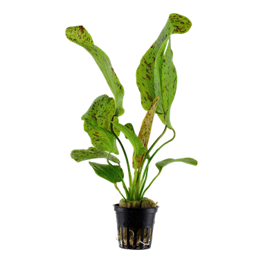 Tropica Echinodorus 'Ozelot Green'