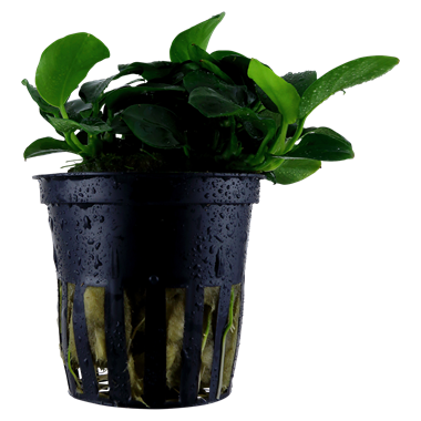 Tropica Anubias  nana 'Petite'
