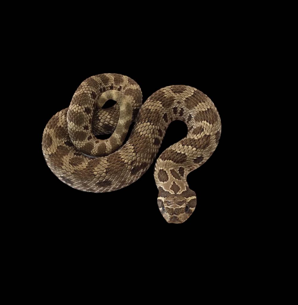 Western Hognose (Anaconda Het Snow)