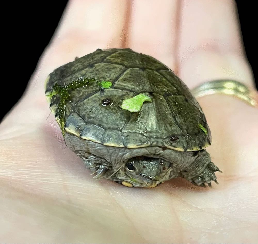 Yellow Mud Turtle