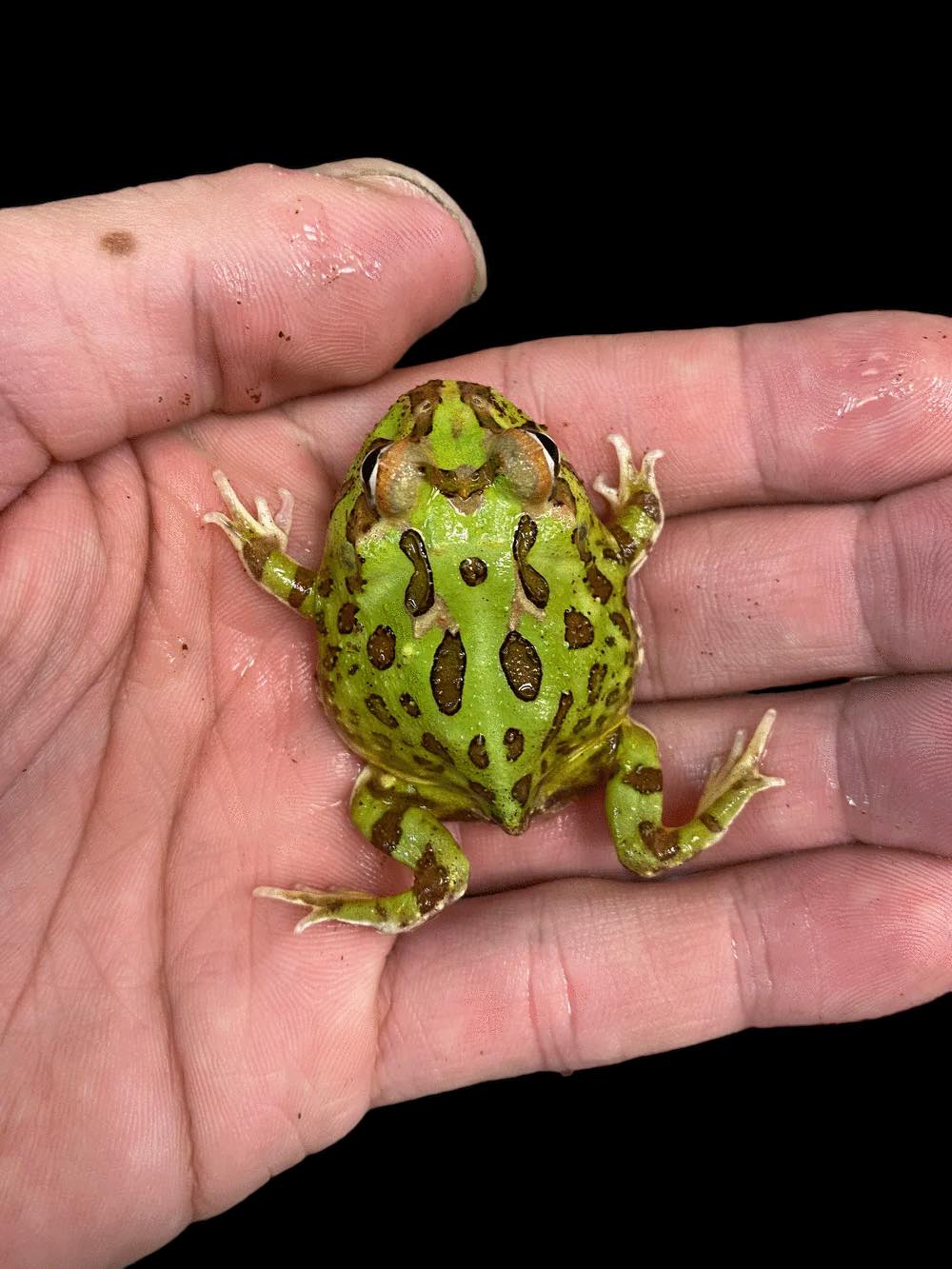 Pacman Frog (Lime Green) CBB