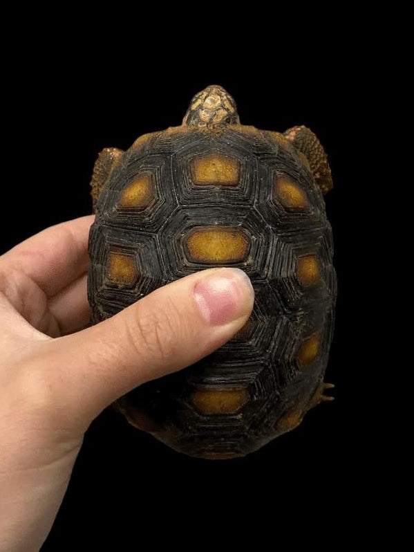 Tortue à pattes rouges