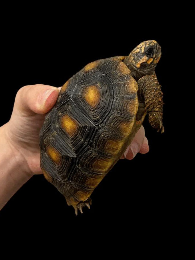 Tortue à pattes rouges