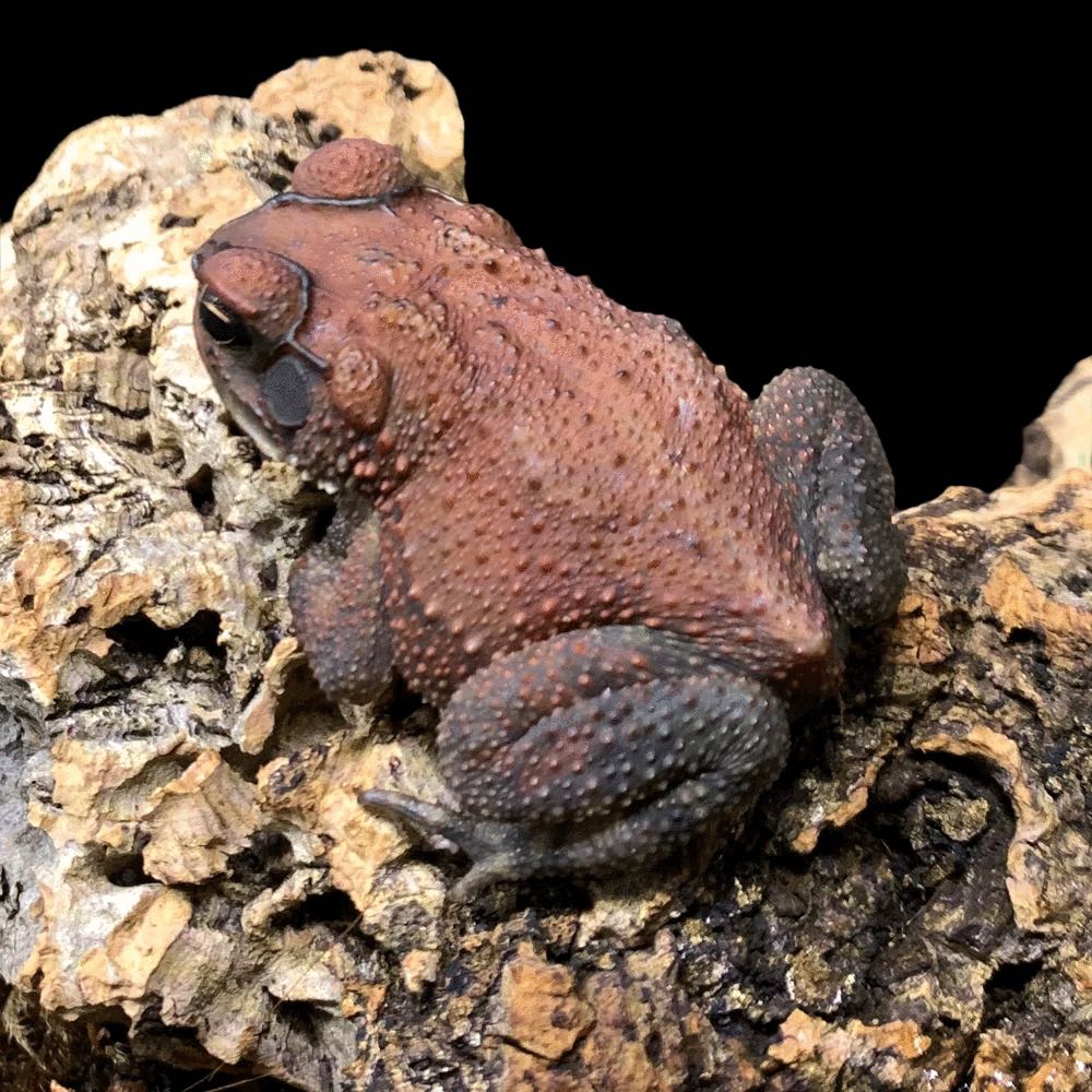 Yellow Toad