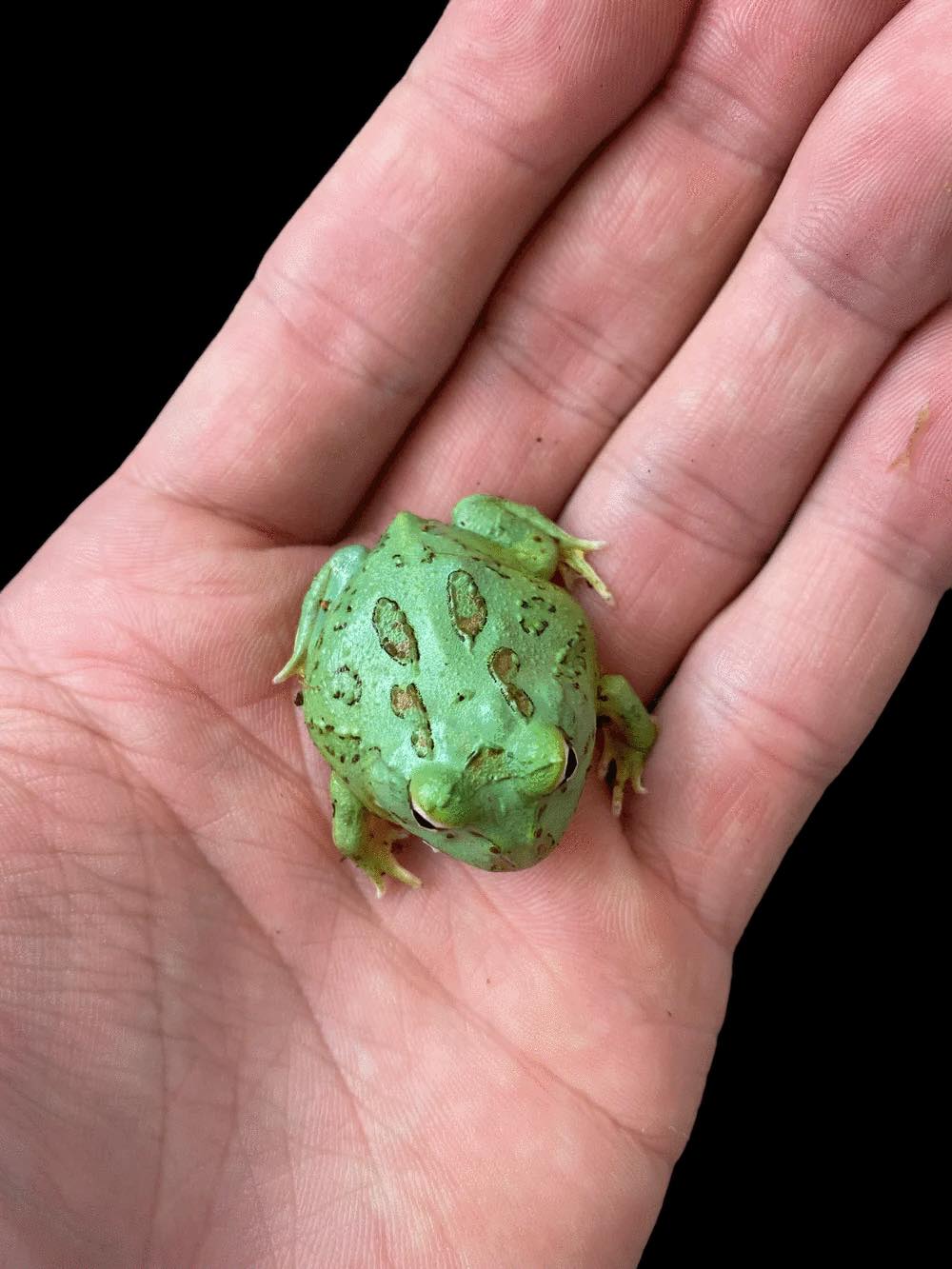 Pacman Frog (Samurai Green) CBB