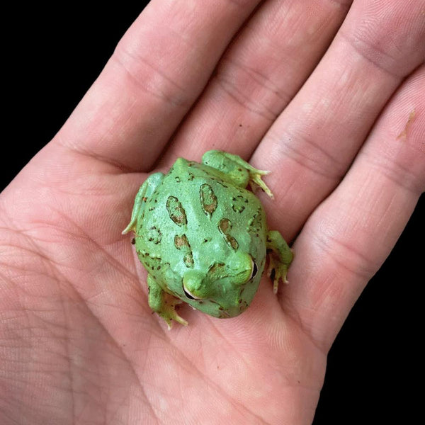 Teal pacman hot sale frog