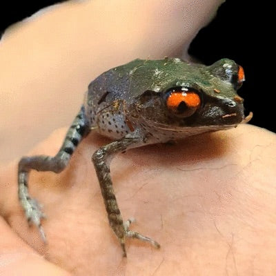 Malayan Leaf Litter Frog