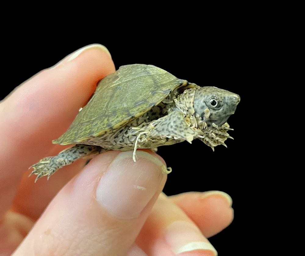 Tiny Razor Back Turtle Razorback Musk Turtle