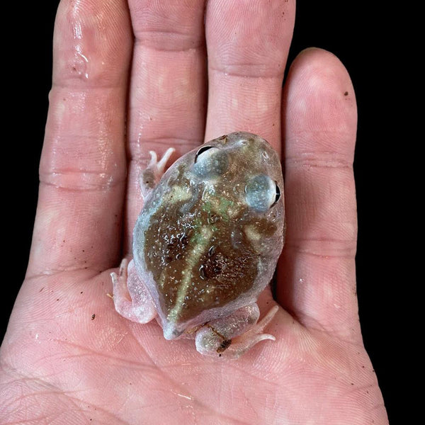 Pacman Frog (Translucent Mutant) - Main Image