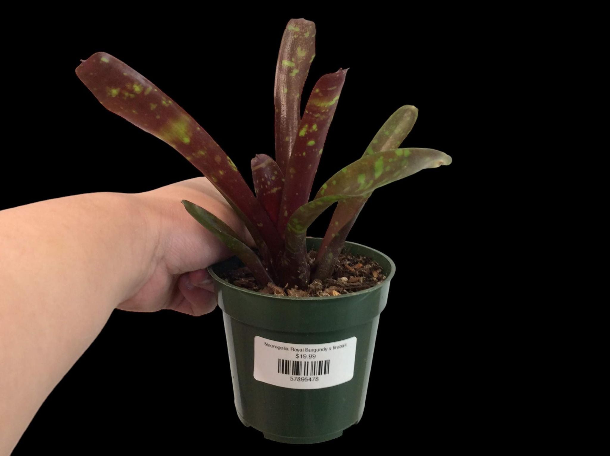 Neoregelia Royal Burgundy x boule de feu