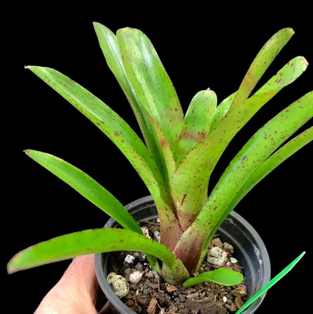 Neoregelia Fireball F2