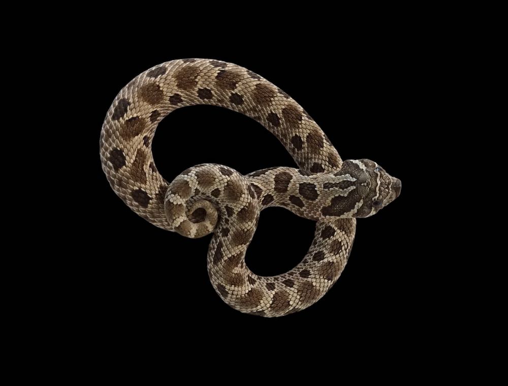 Western Hognose (Anaconda Het Snow)
