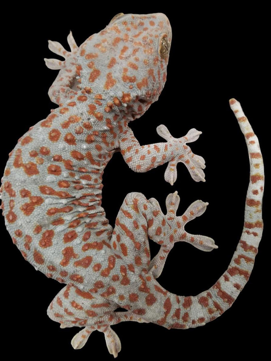 Gecko Tokay (normal)