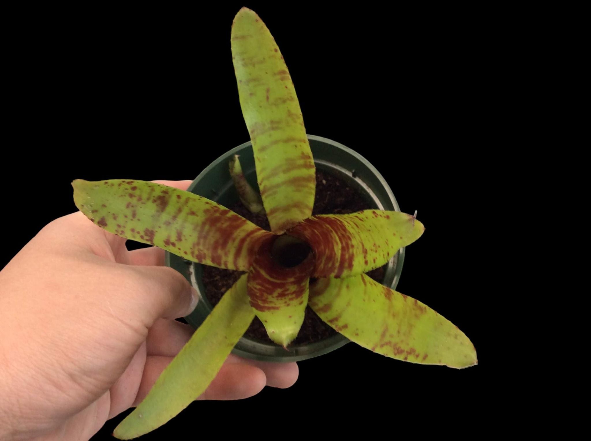 Neoregelia Brownie
