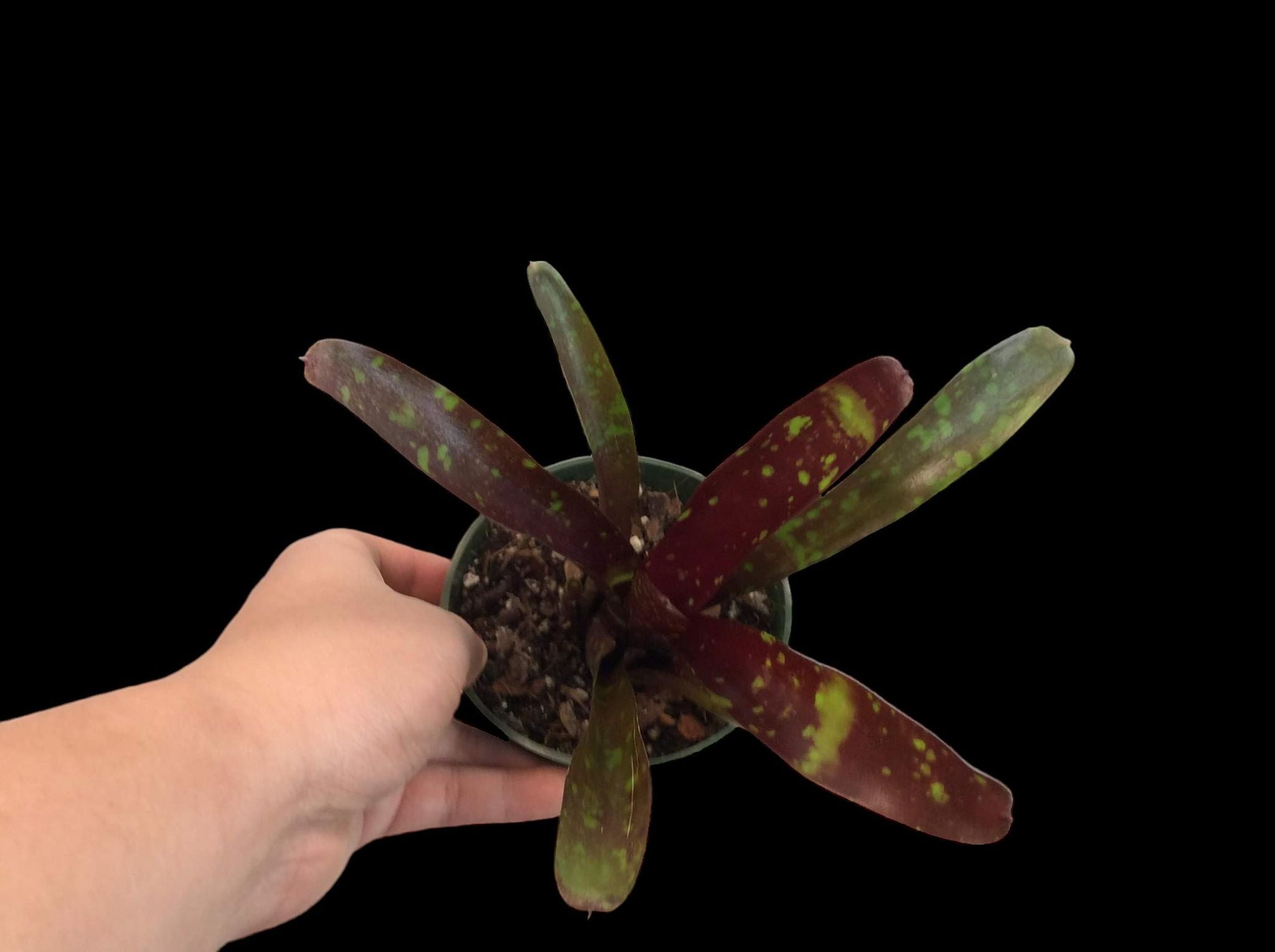 Neoregelia Royal Burgundy x boule de feu