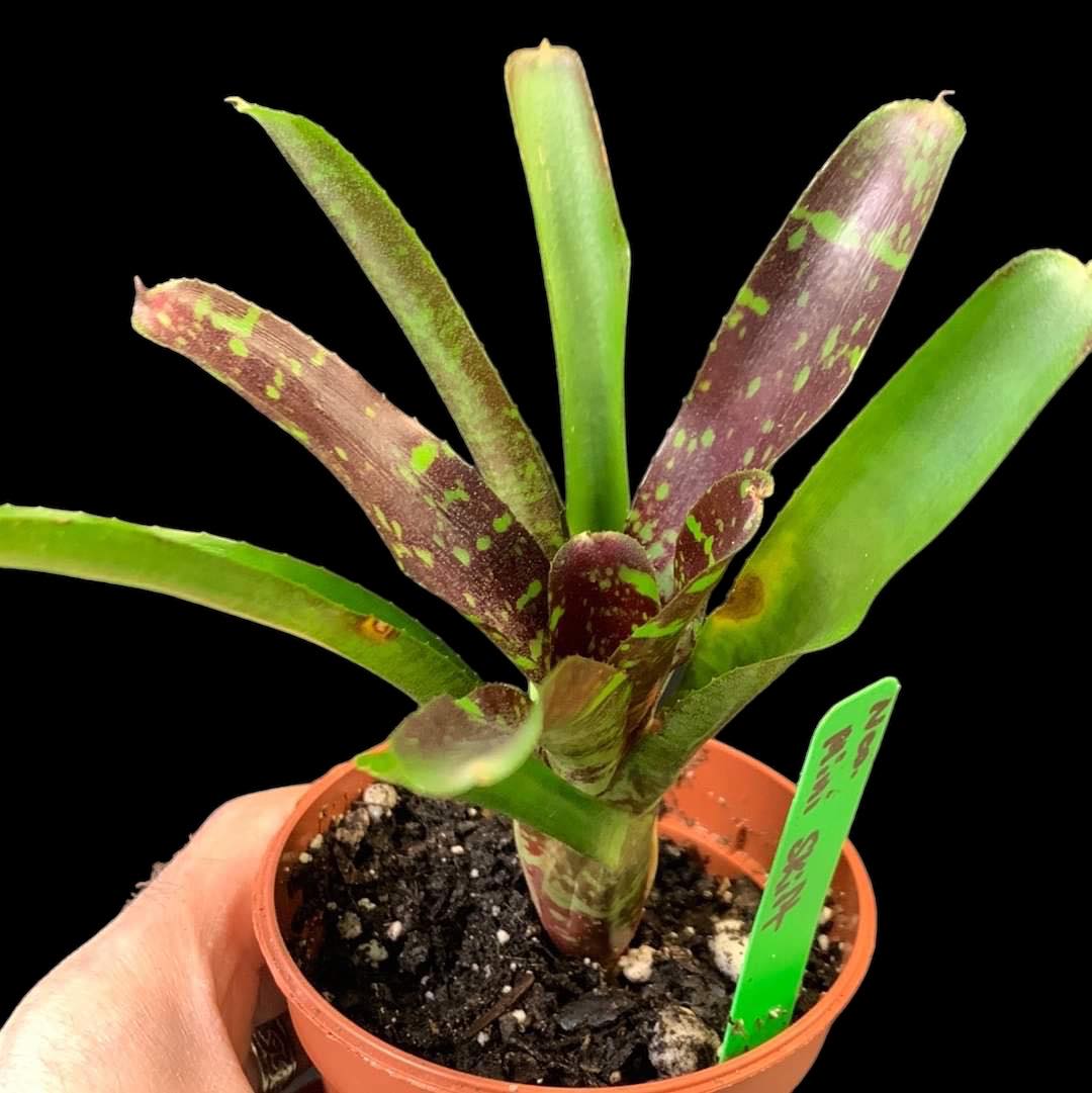 Mini-jupe Neoregelia