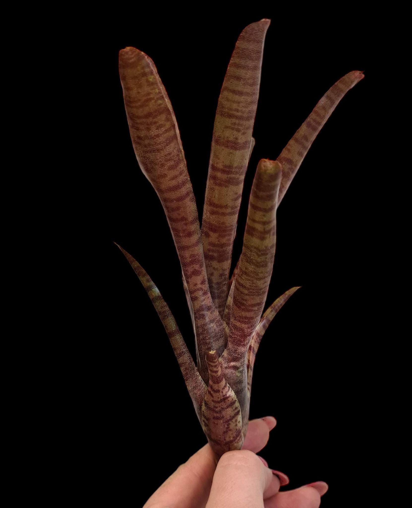 Neoregelia Popoki red