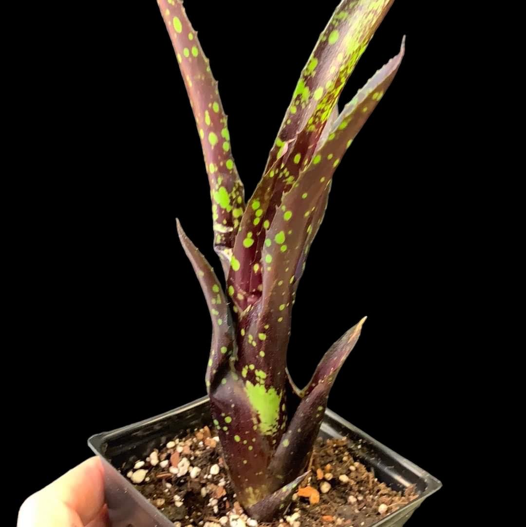 Neoregelia Domino II