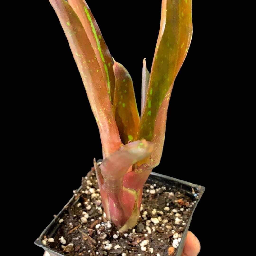 Neoregelia Honihoni
