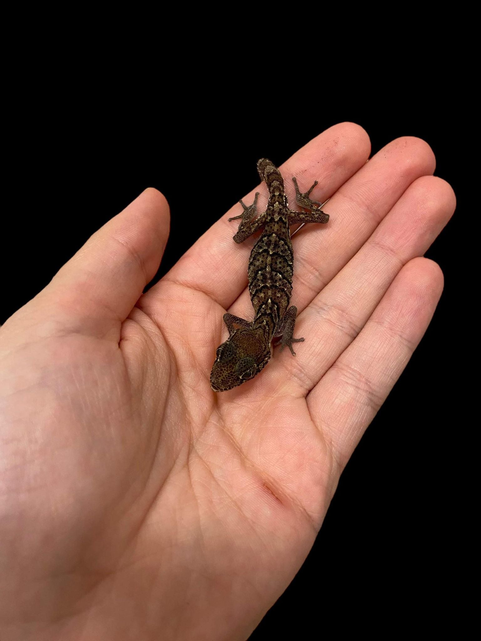 Pictus Gecko (Paroedura picta)