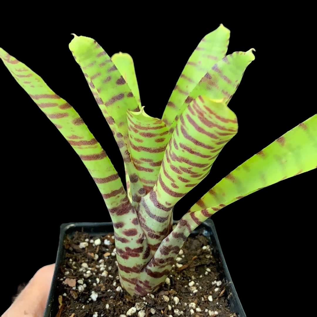 Neoregelia ampullacea banded
